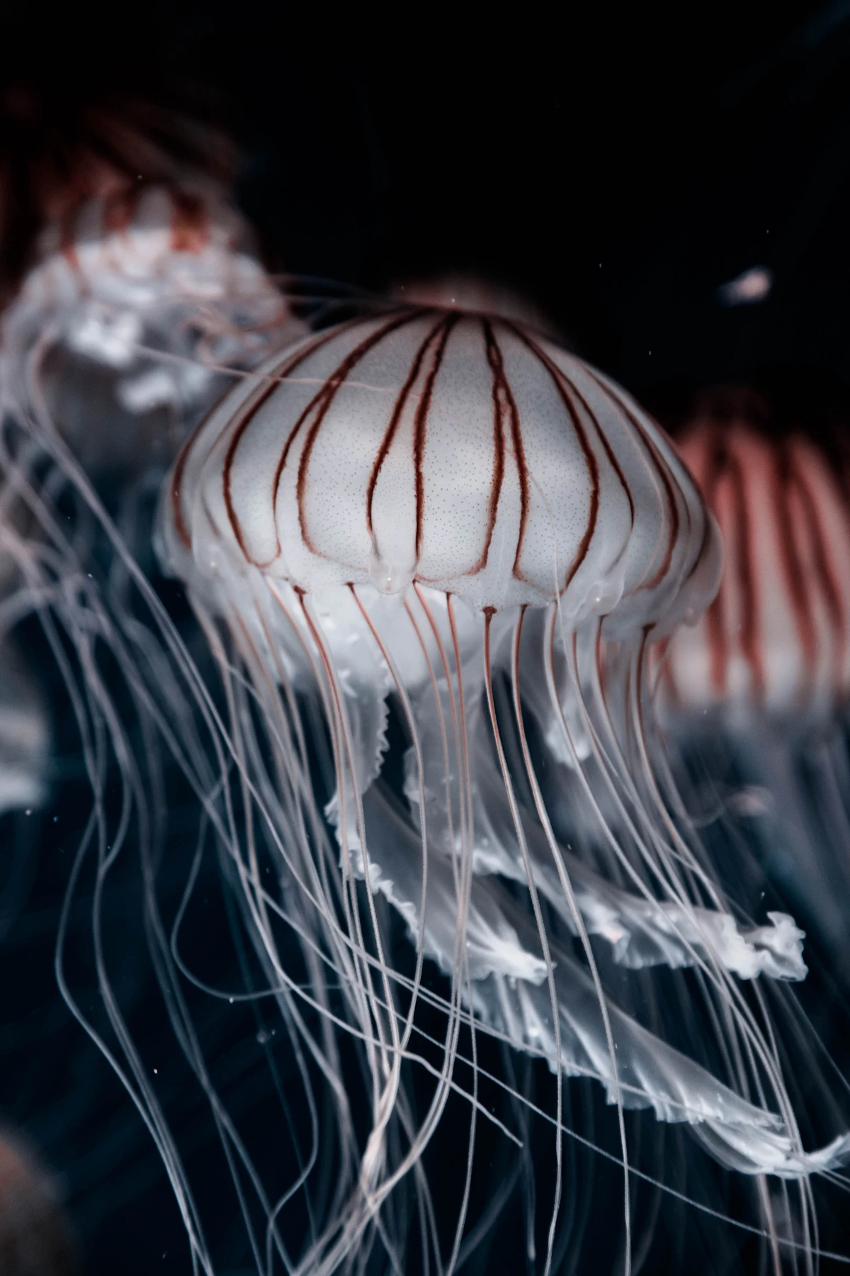 Oceanogràfic València