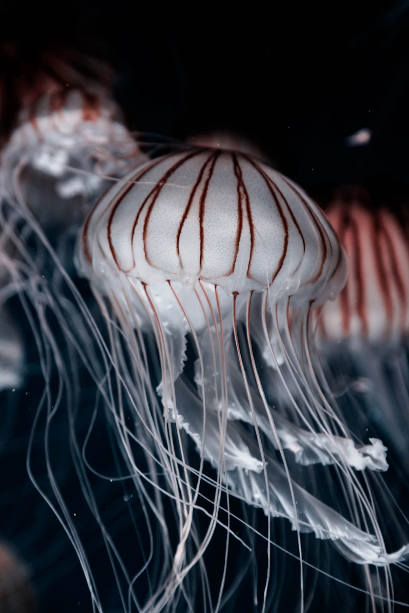 Oceanogràfic València Guide