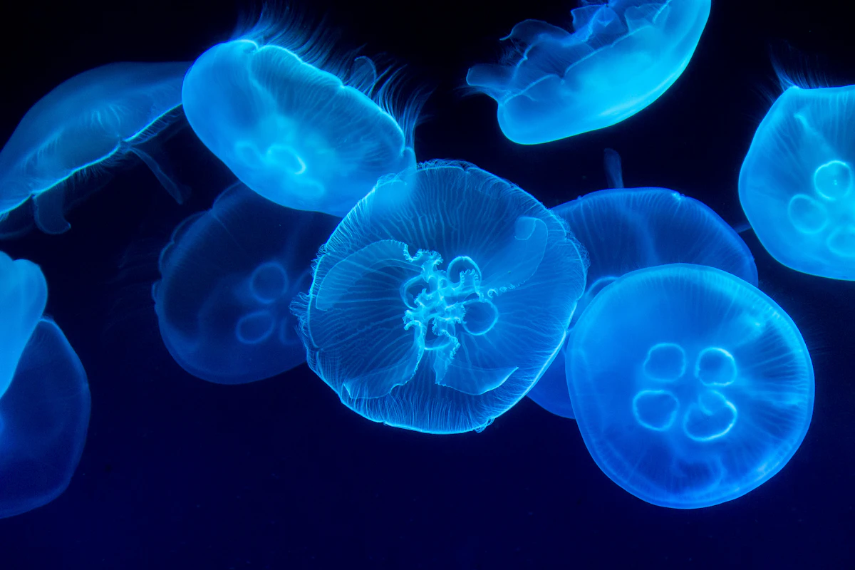 SEA LIFE London Aquarium
