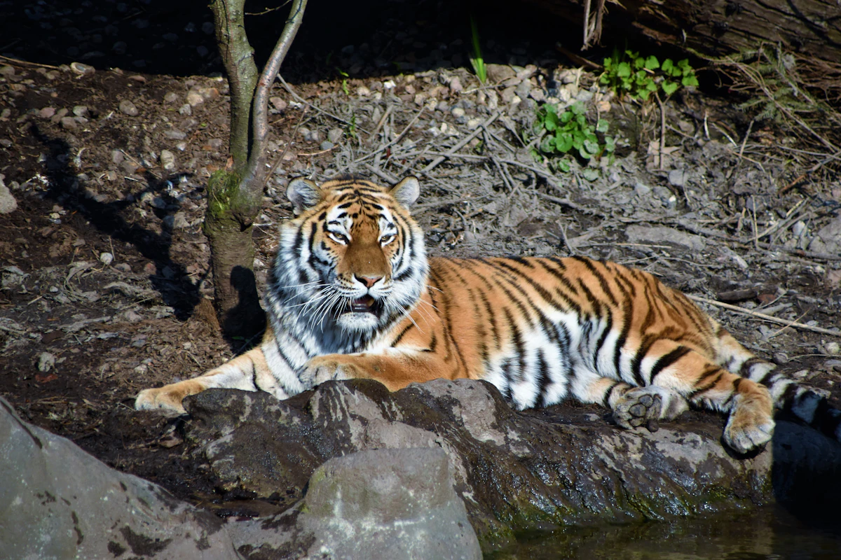 Un tigre se reposant sur des rochers au bord de l'eau dans un enclos de zoo naturaliste (image représentative, sans confirmation qu'il s'agisse du Tierpark Hagenbeck lui-même)