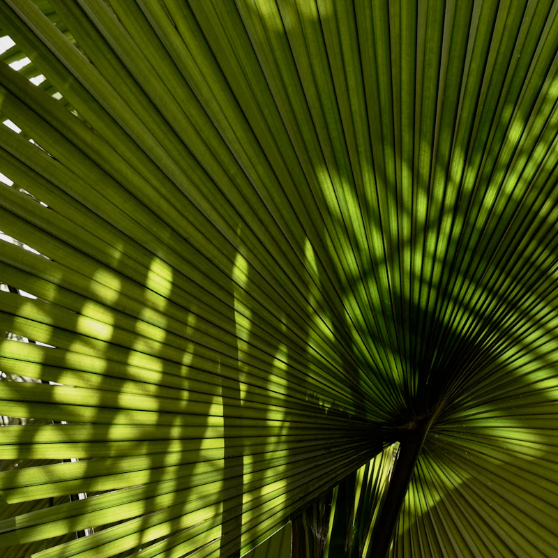 Palmengarten Guide