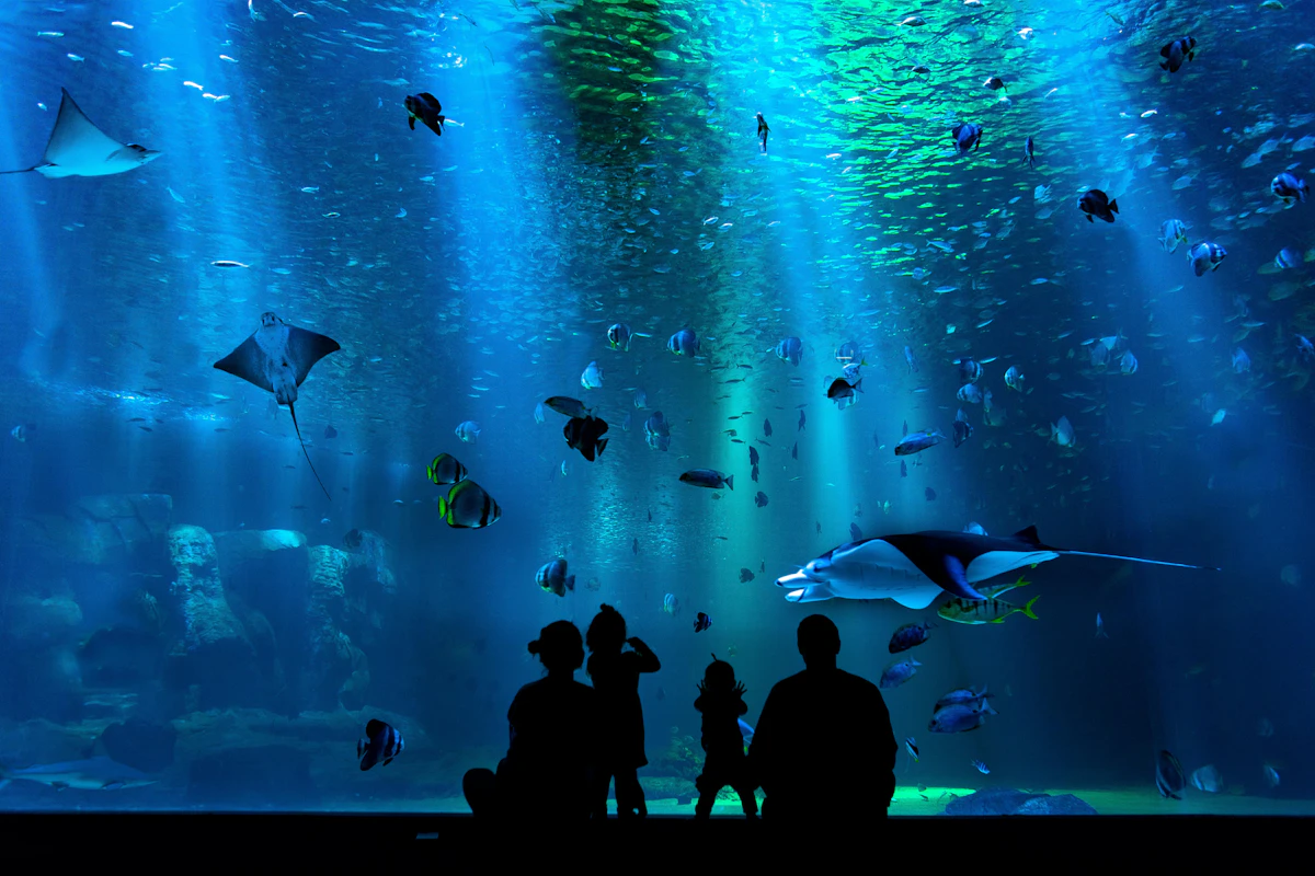 Shedd Aquarium