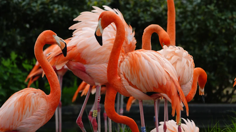 Antwerp Zoo Guide