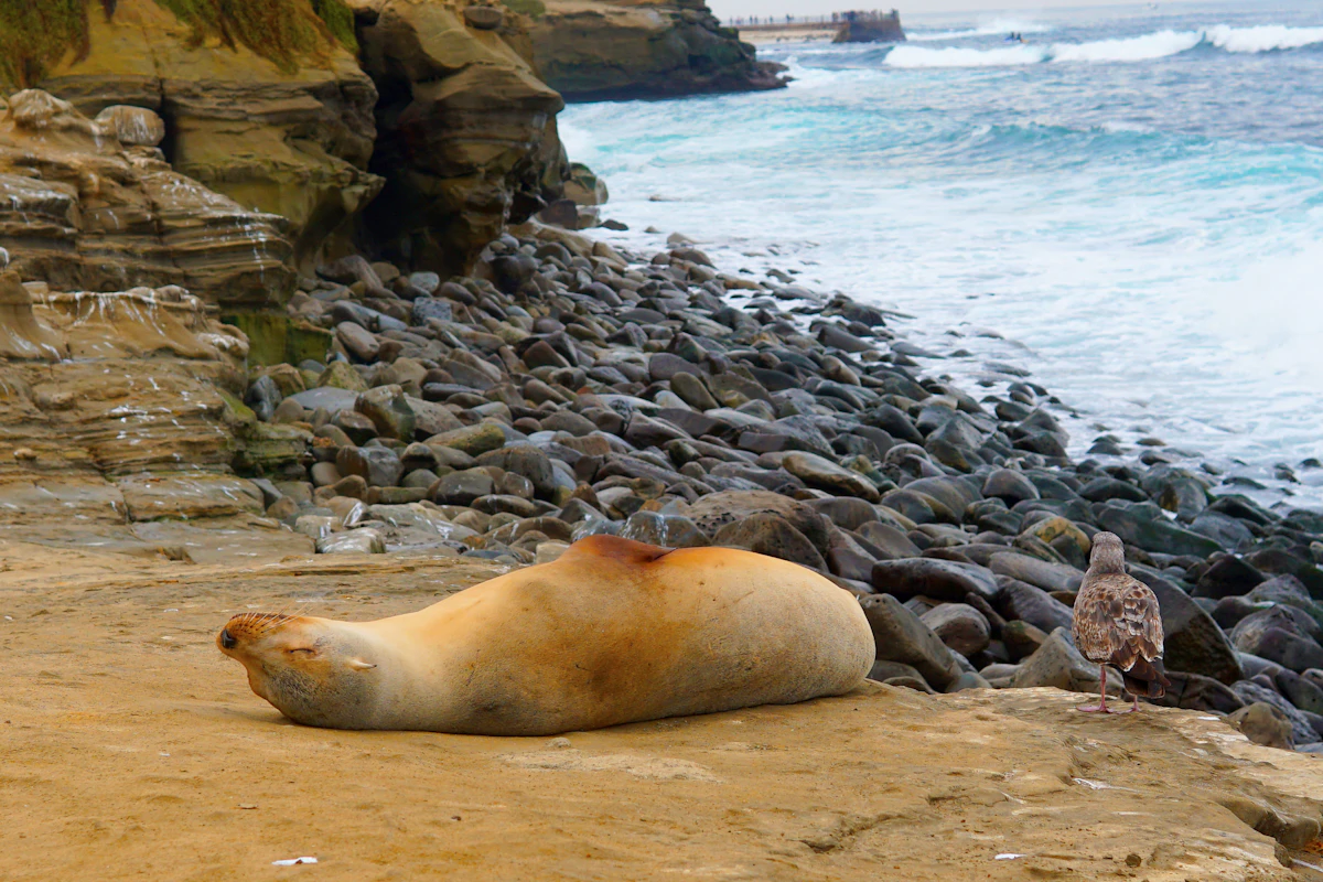La Jolla Cove
