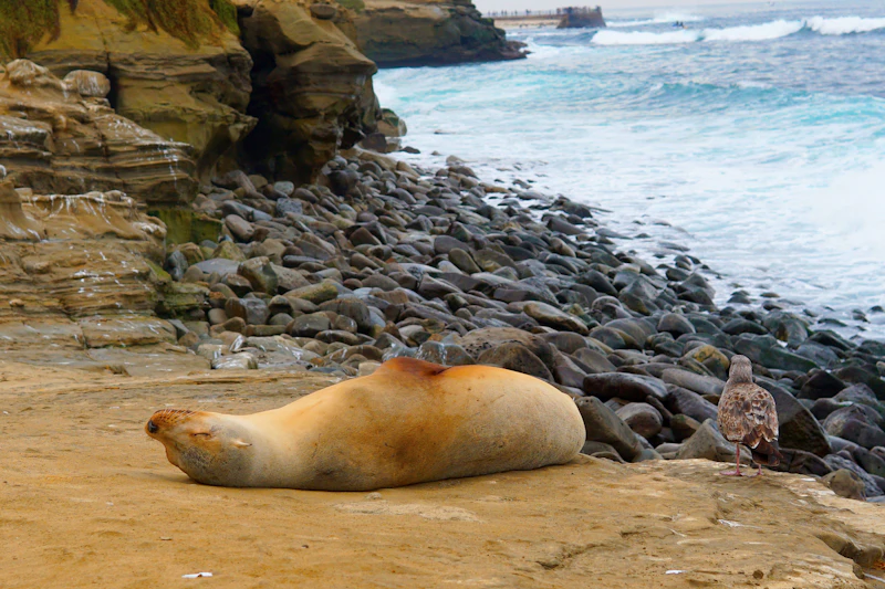 La Jolla Cove Guide