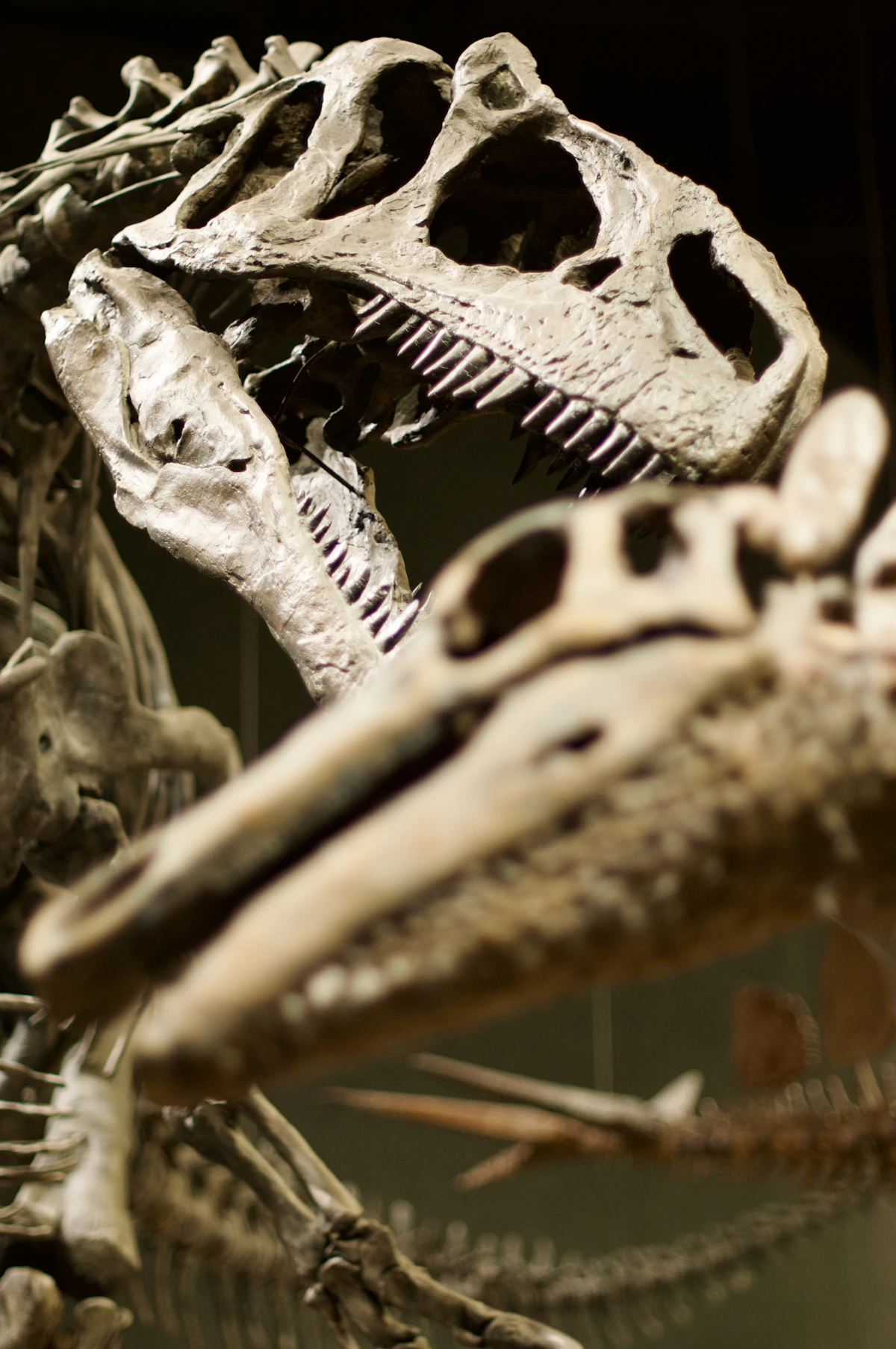 Natural History Museum of Venice (Museo di Storia Naturale)