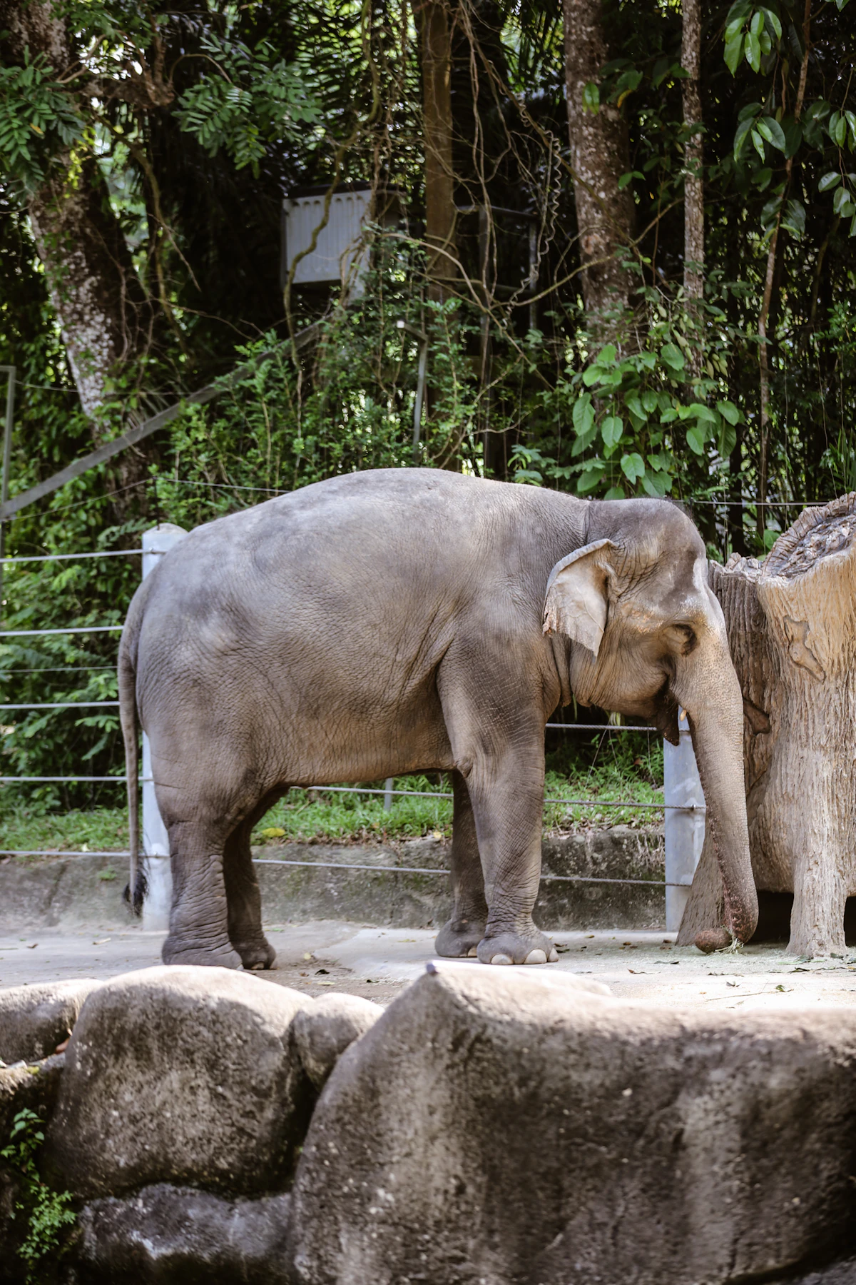 Singapore Zoo