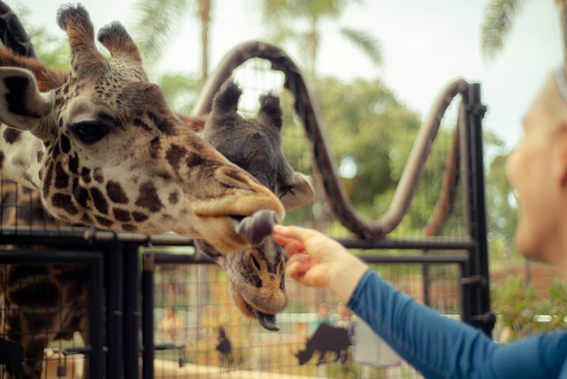 San Diego Zoo Guide