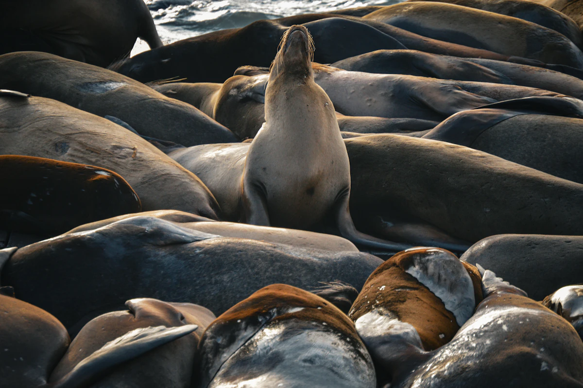 Pier 39
