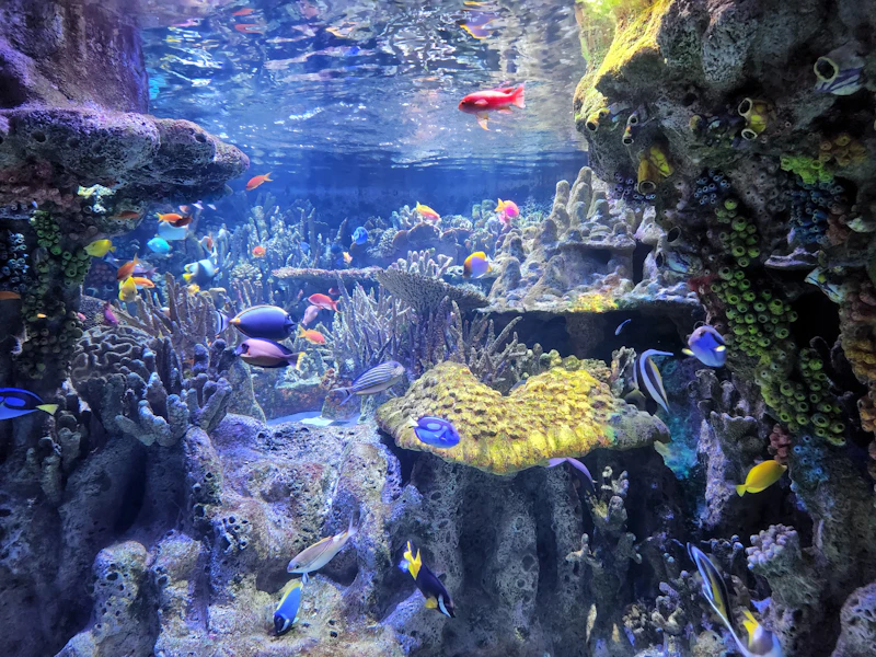 New England Aquarium Guide