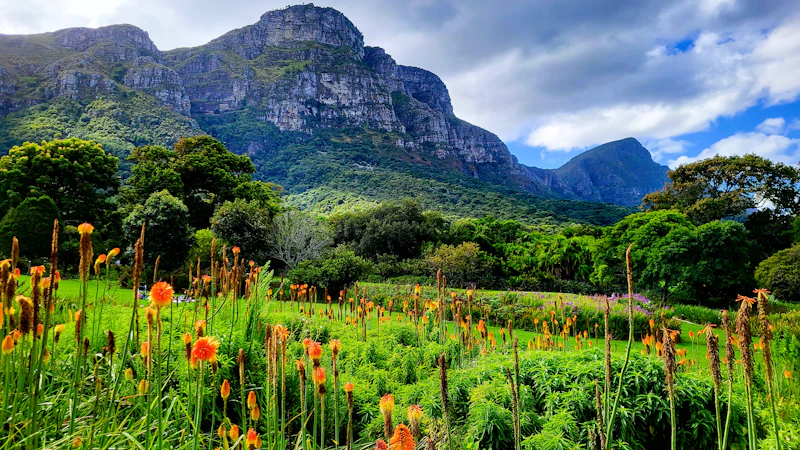 Kirstenbosch National Botanical Garden Guide