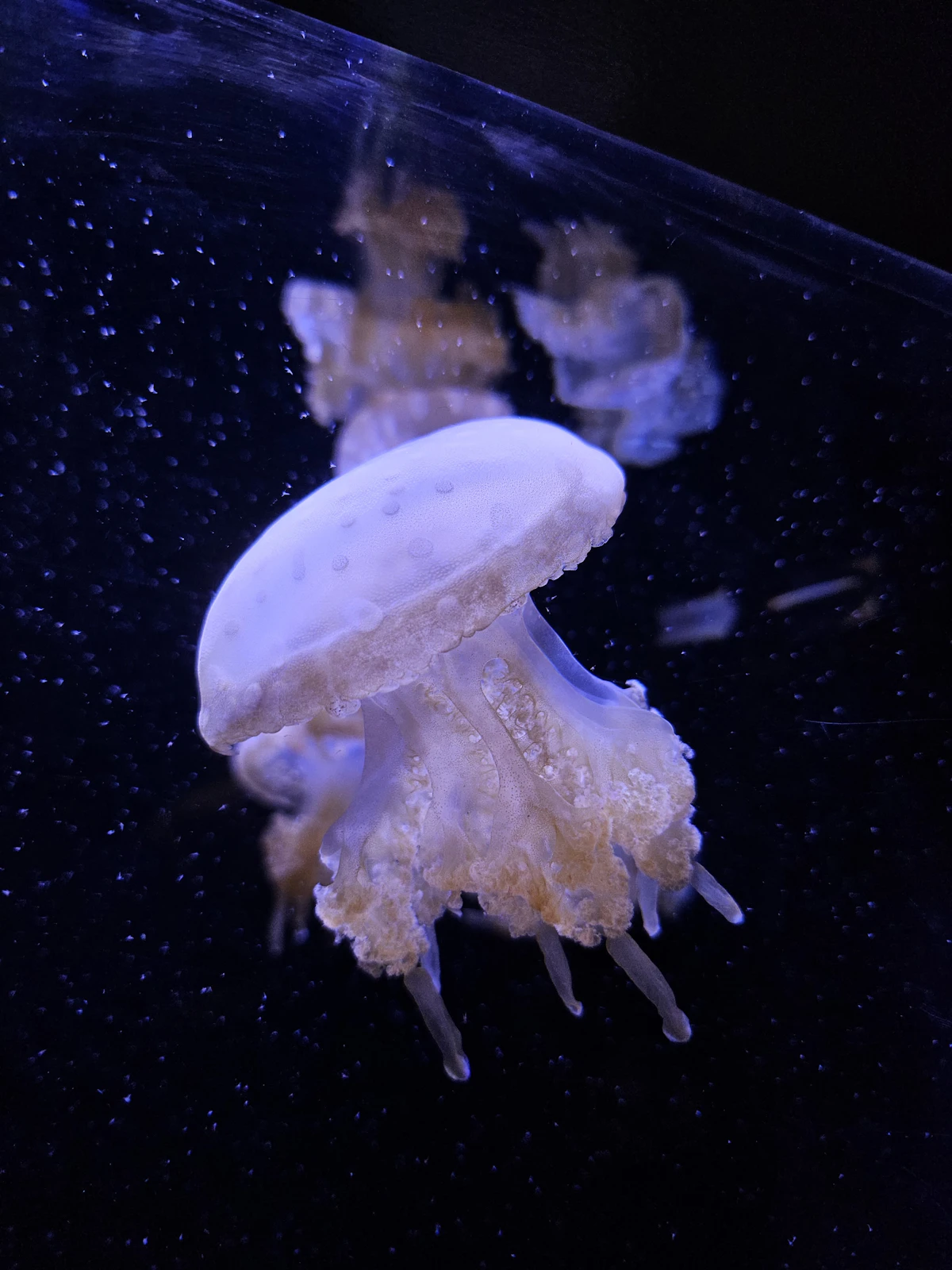 Seattle Aquarium