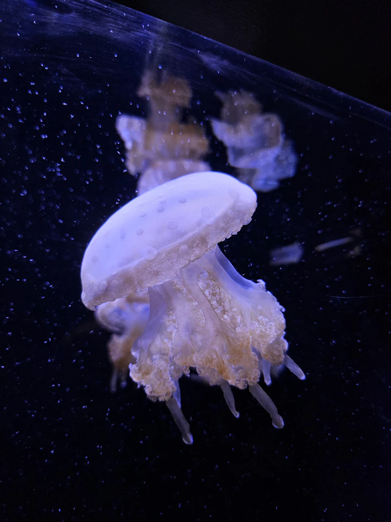 Seattle Aquarium Guide