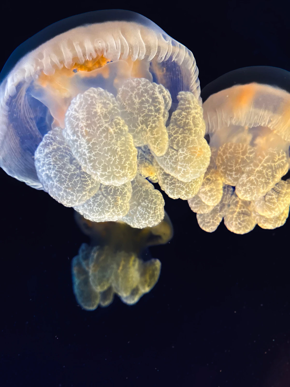 Two Oceans Aquarium